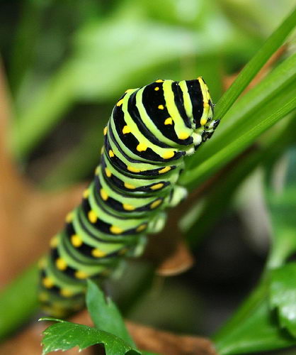  Caterpillar Facts For Kids Caterpillar Diet Habitat