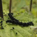 caterpillar pictures2 150x150 Caterpillar Facts For Kids | Caterpillar Diet & Habitat