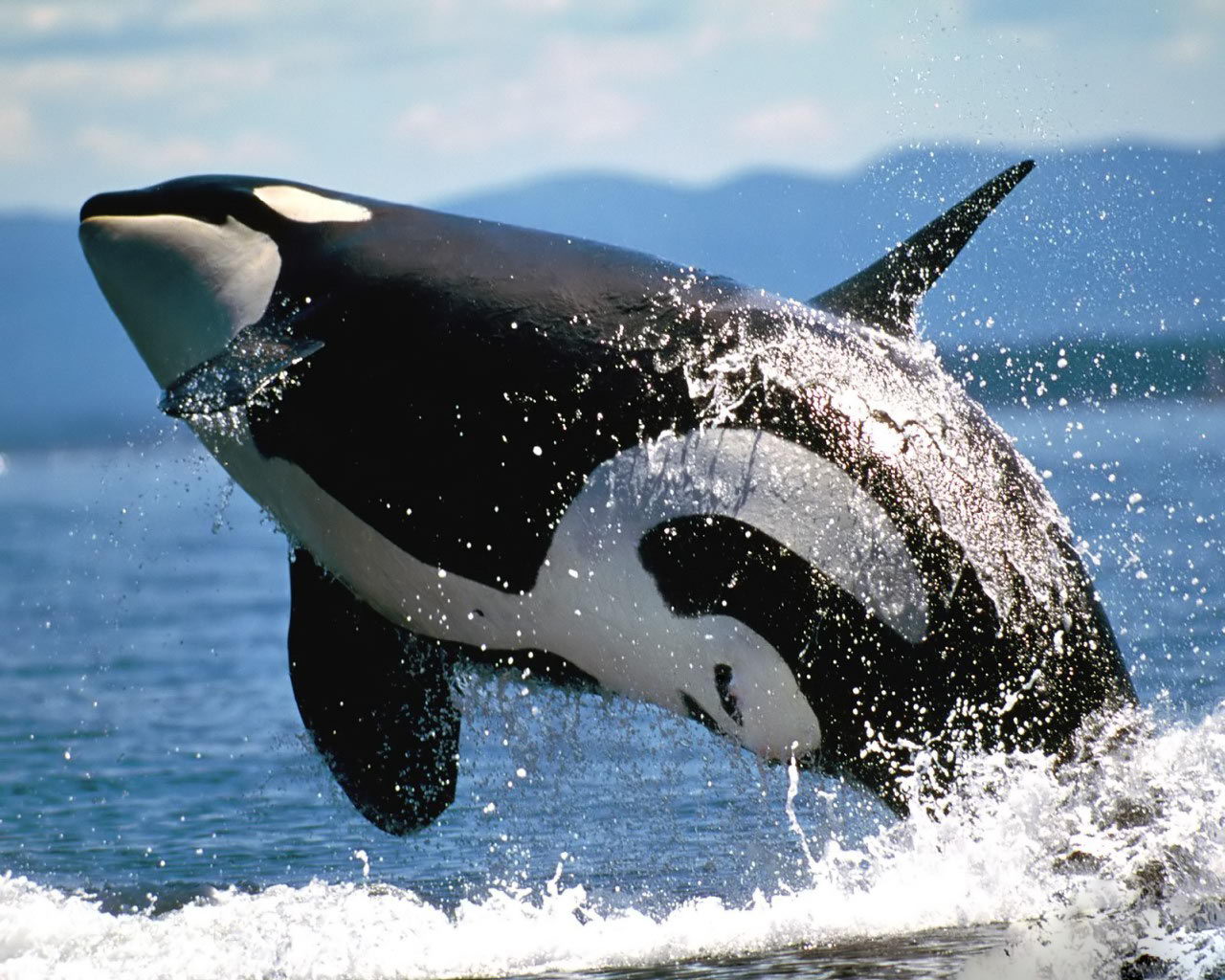 killerwhales,ukles_大山谷图库