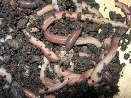 Earthworm Facts For Kids | Facts About Earthworms For Kids