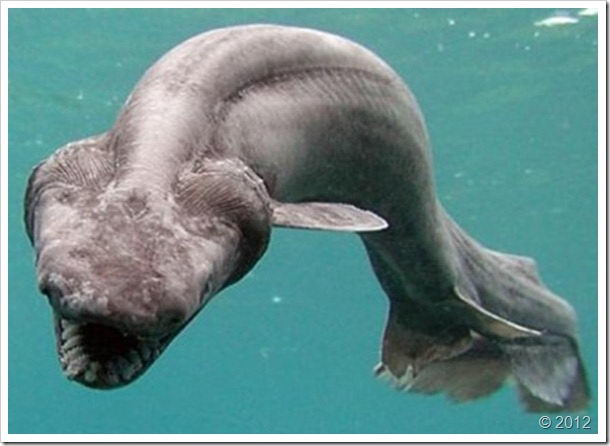 Shark Eel