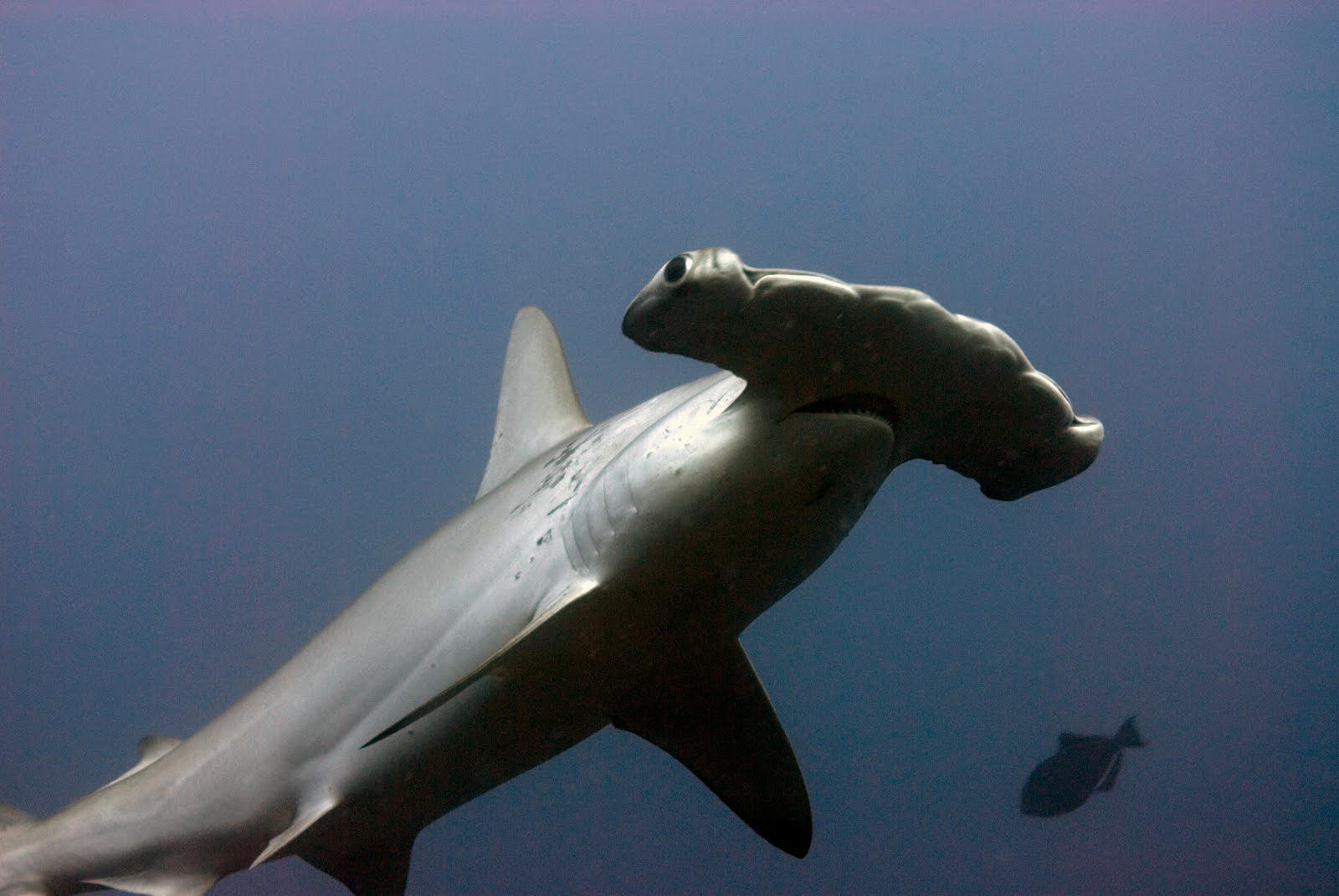 Pictures Of Hammerheads