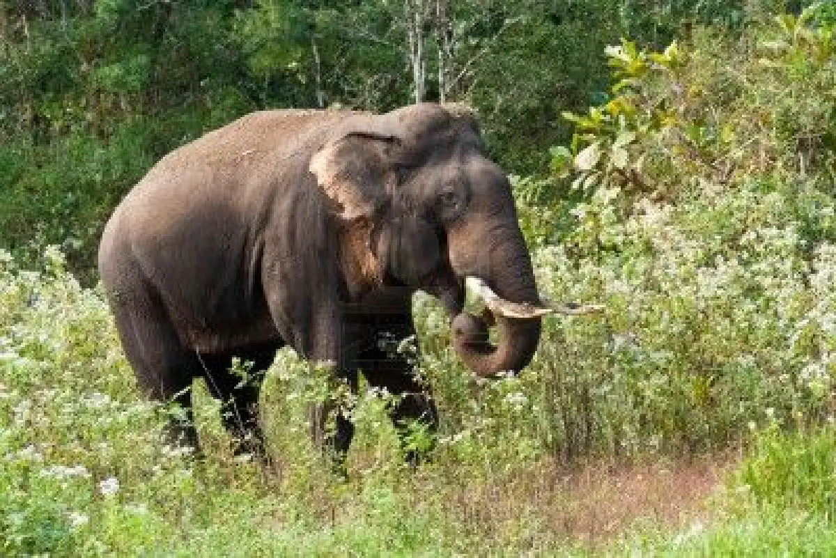 Indian Elephant Facts For Kids | Indian Elephant Diet & Habitat