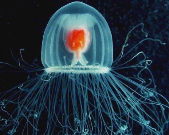 Jellyfish Facts For Kids | Jellyfish Habitat & Diet