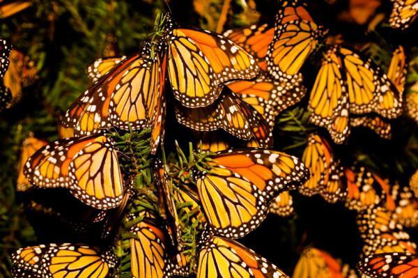 monarch-butterfly-facts-for-kids-monarch-butterfly-diet-habitat