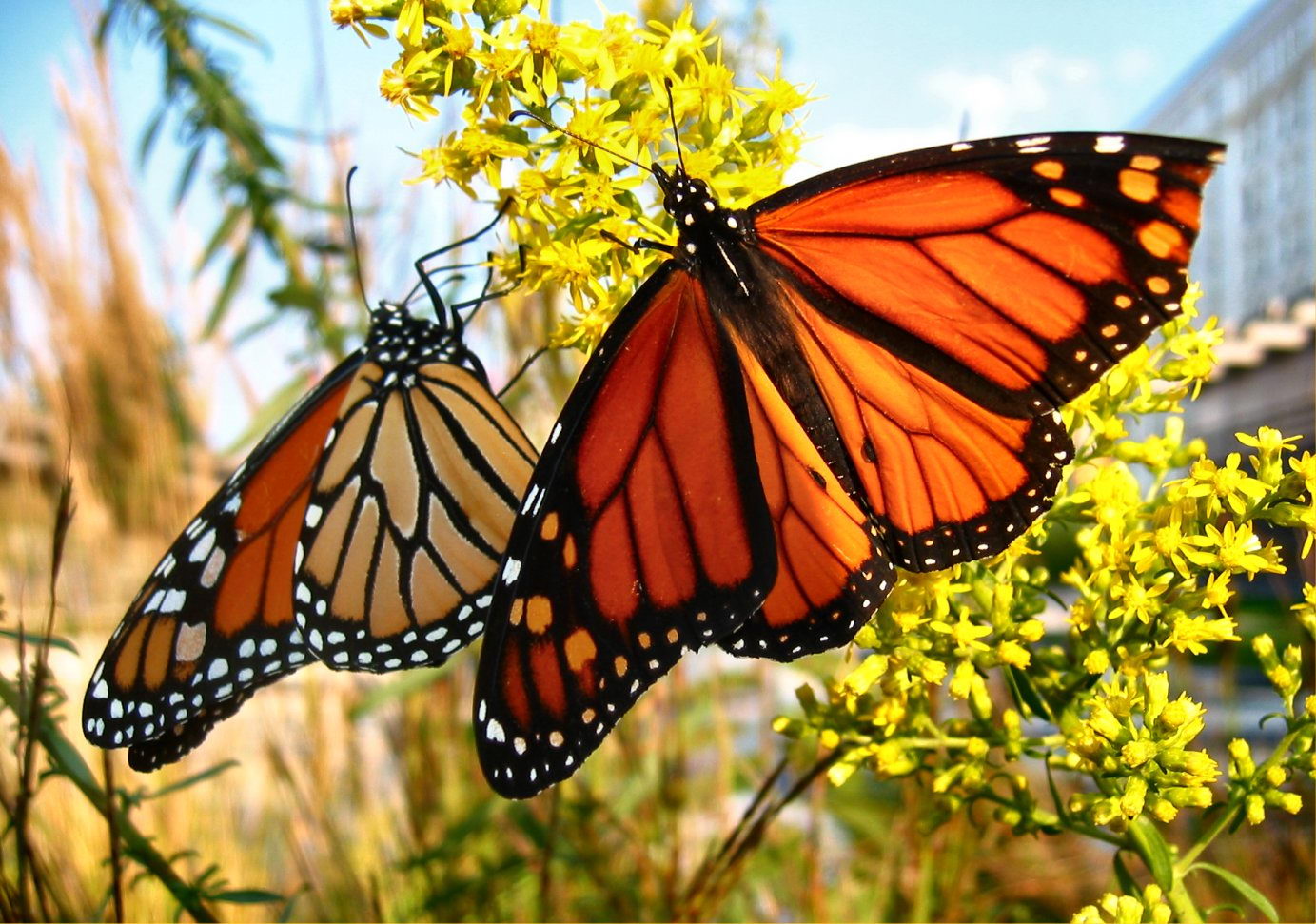 Monarch Butterfly Facts For Kids | Monarch Butterfly Diet & Habitat