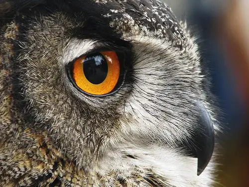 Owls eye - owl facts for kids