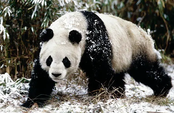 panda bear facts for kids