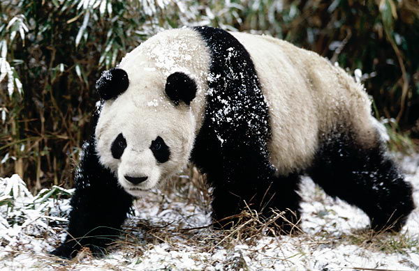 Panda Bear Facts For Kids | Amazing Giant Panda Bear Facts For Kids