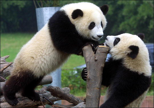 panda bear pictures