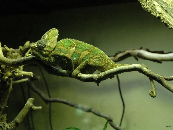 Where do chameleons live in the wild?