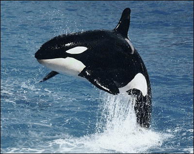 What is the length of a killer whale's life cycle?