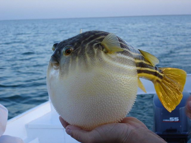 puffer-fish-facts-for-kids-puffer-fish-diet-habitat