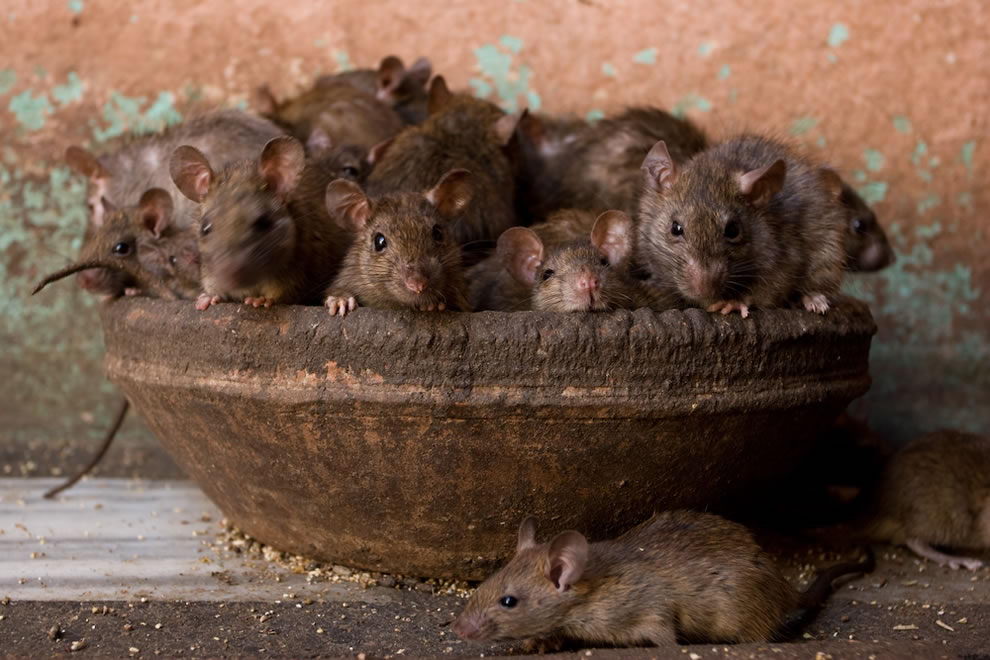 Rat Facts For Kids What Do Rats Eat