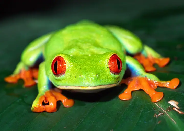 Green Tree Frogs As Pets Diet