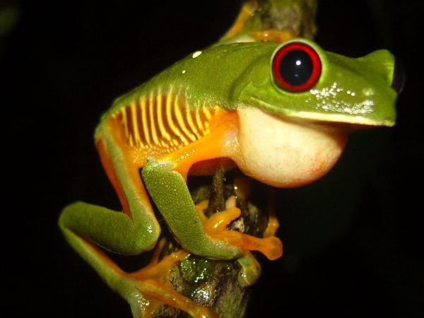 Red Eyed Green Tree Frog Diet
