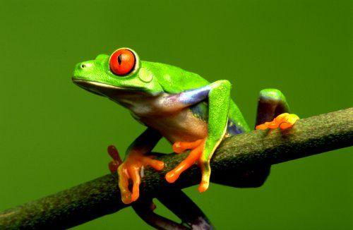 Red Eyed Green Tree Frog Diet