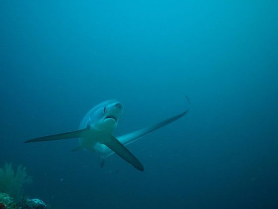 Thresher Shark Facts | Thresher Shark Diet & Habitat