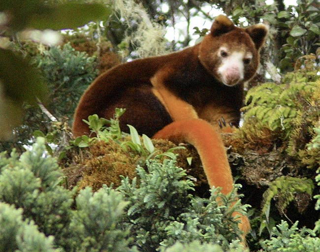 Tree Kangaroo Facts Follow Me For Tree Kangaroo Diet Habitat