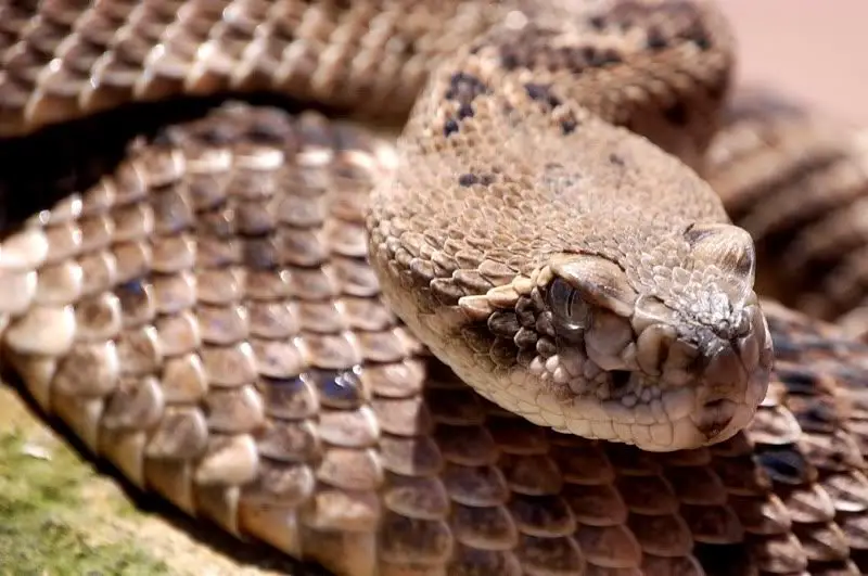 What do rattlesnakes eat?