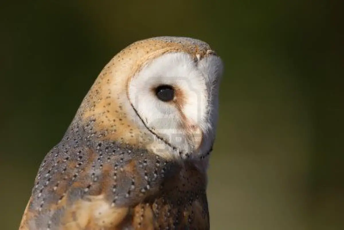 barn owl facts for kids - Animals Time1200 x 801