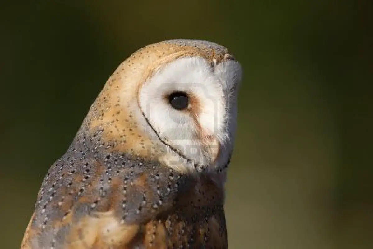  barn Owl Facts For Kids Animals Time