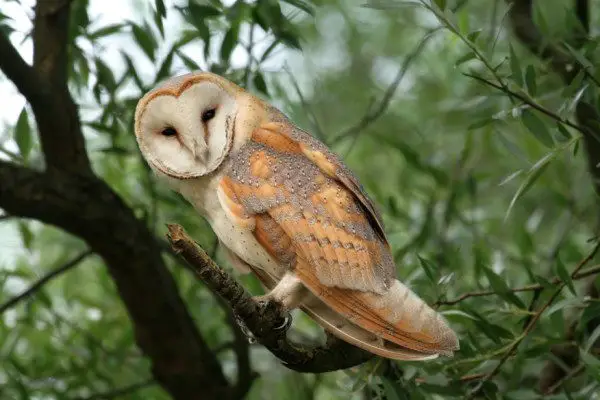 Barn Owl Facts For Kids Barn Owl Diet Habitat