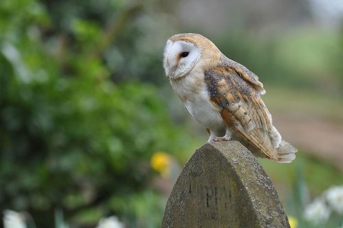 Barn Owl Facts For Kids | Barn Owl Diet &amp; Habitat