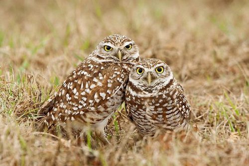 Burrowing Owl Facts | Burrowing Owl Diet & Habitat