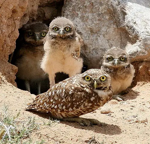 burrowing owl facts