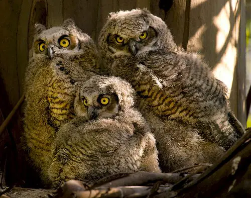 great horned owl facts | great horned owl pictures