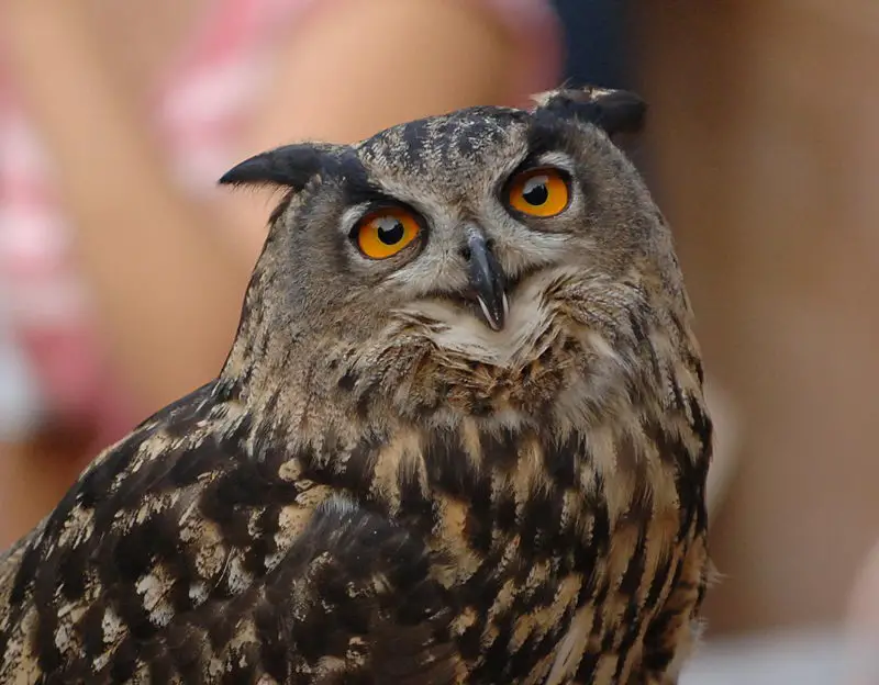 great horned owl facts | great horned owl pictures