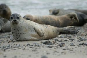 Harbor Seal Facts | Harbor Seal Diet & Habitat