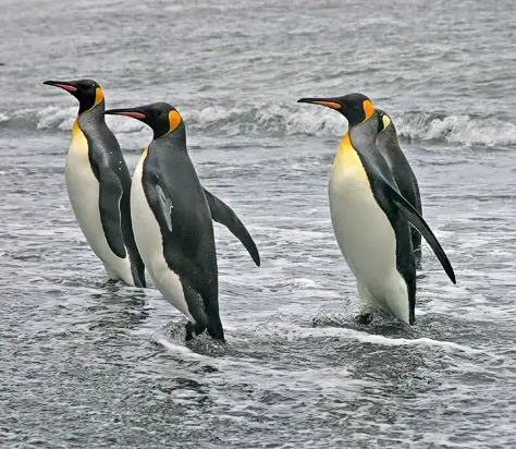 Where do King penguins live?
