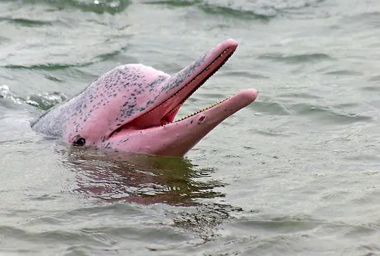 Pink dolphin pictures - pink dolphin facts for kids