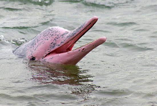 interesting-facts-about-pink-dolphins-did-you-know-that