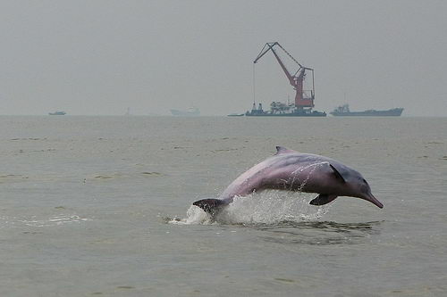 pink dolphin pictures