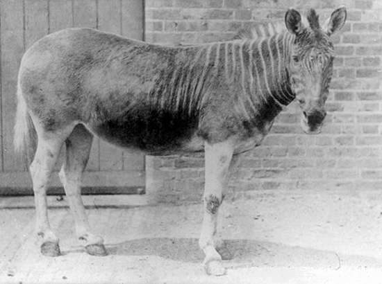 quagga extinction facts for kids - The last quagga in a zoo