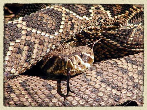 Rattlesnake Facts For Kids | Rattle Snake Diet & Habitat