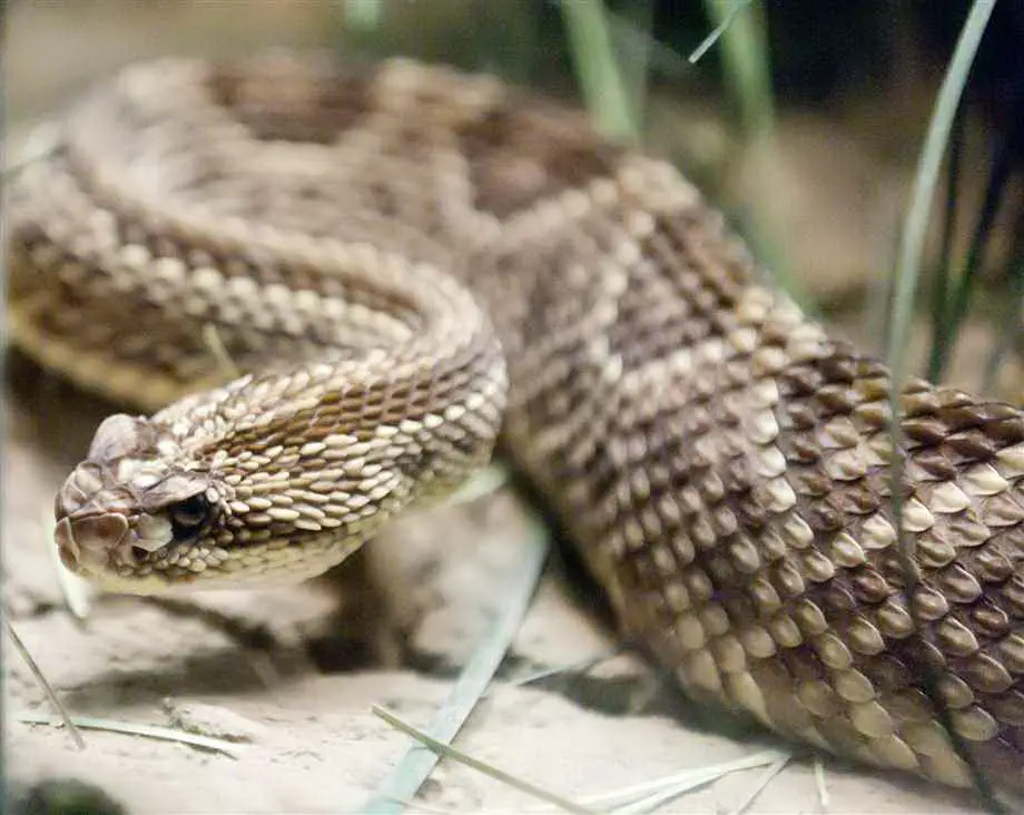 Rattlesnake Features