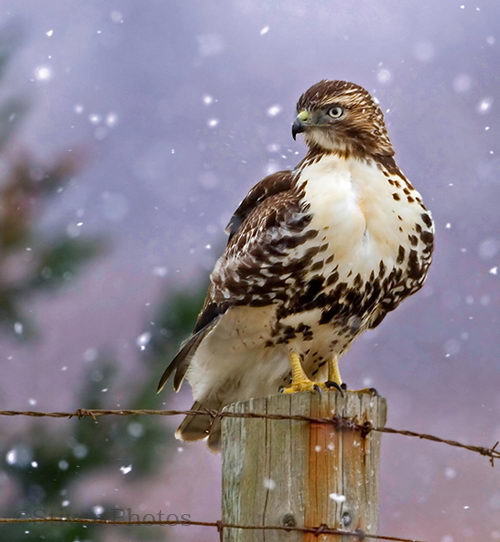 red tailed hawk pictures