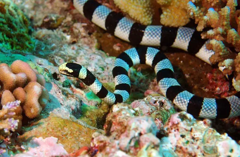 The Sea Snakes Habitat Diet