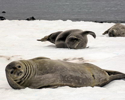 Baikal Seal Diets For Quick