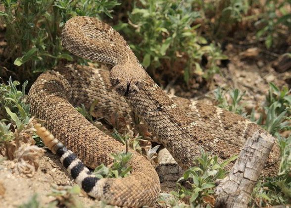 Western Diamondback Rattlesnake Facts 