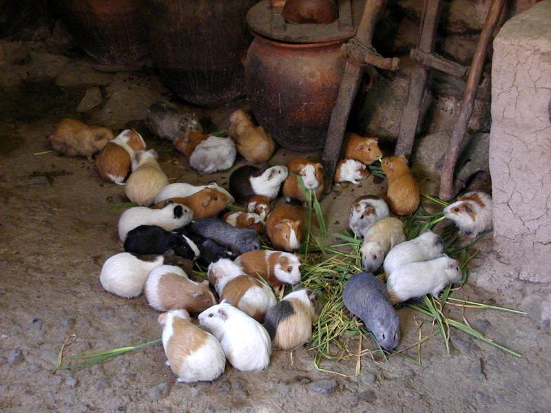 What-Can-Guinea-Pigs-Eat.jpg