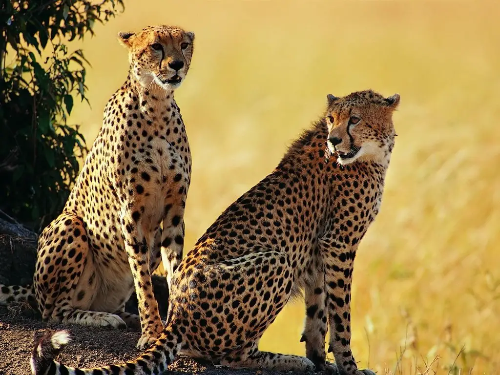 african animals for kids | Pair of cheetah