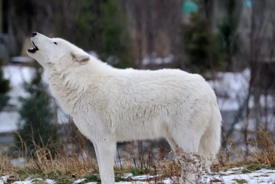arctic wolf facts - Arctic Wolf Howling