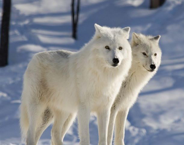 pair of arctic wolf
