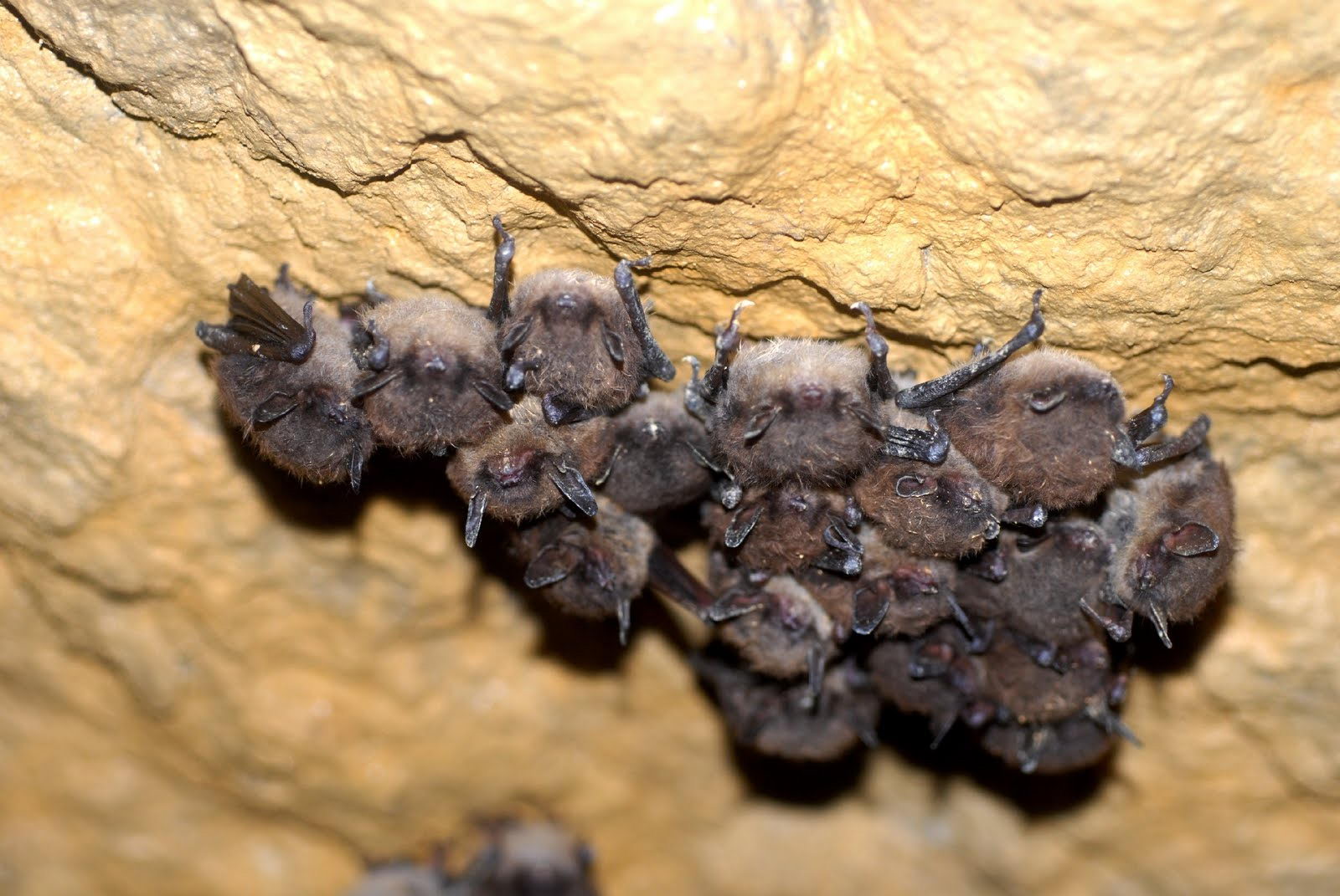 Bat Facts For Kids | Bats Diet and Habitat