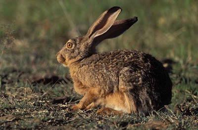 cute endangered animals | hispid hare